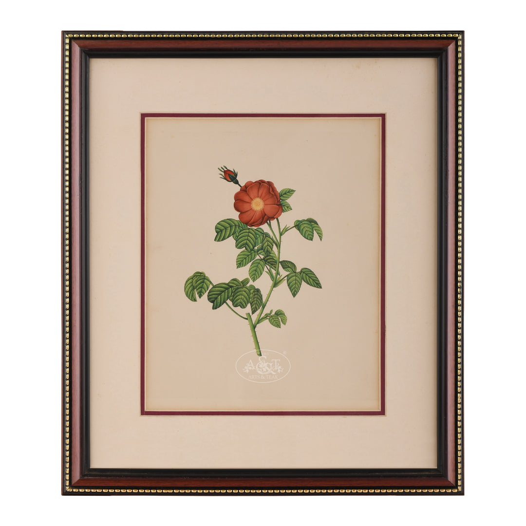 Rose Plant