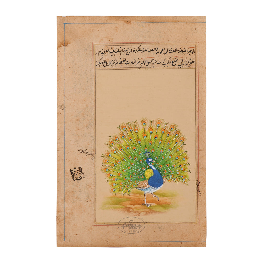 Dancing Peacock