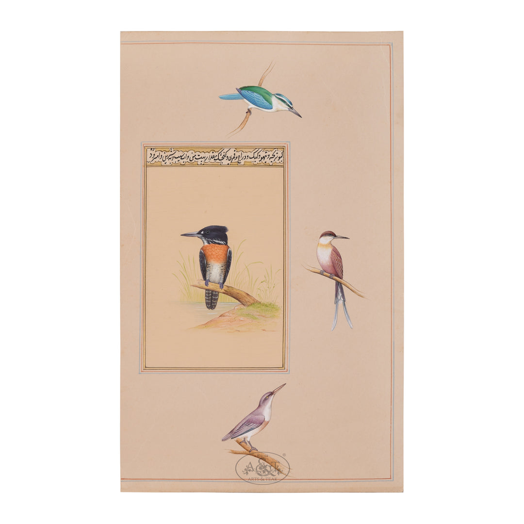 Birds