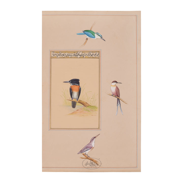 Birds