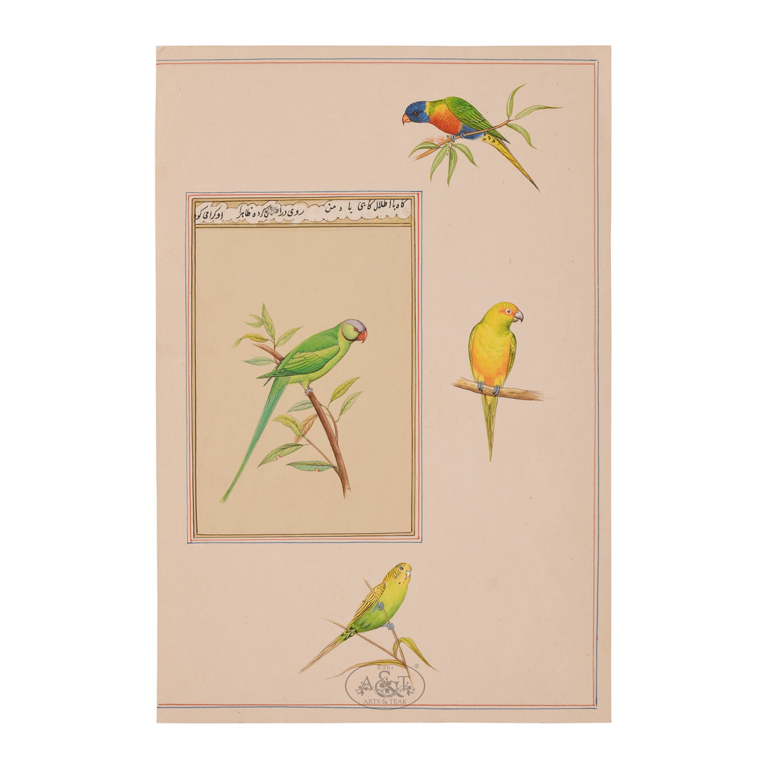 Parrots