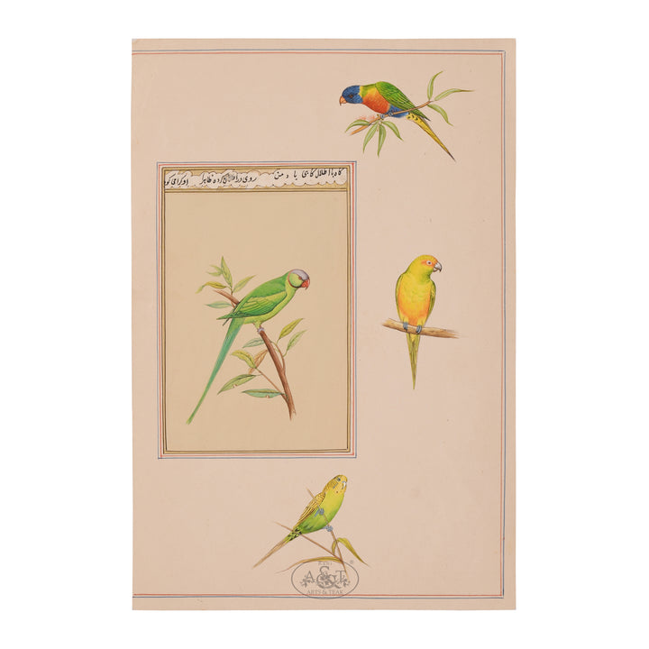 Parrots