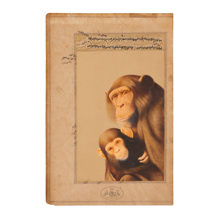 Chimpanzees