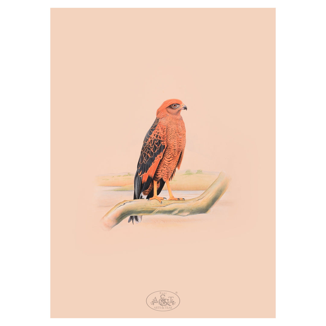 Painting on Paper - Red Falcon